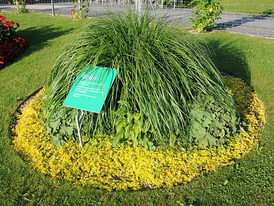 Blühende Pflanzen vorm Kräftereich in St. Jakob im Walde