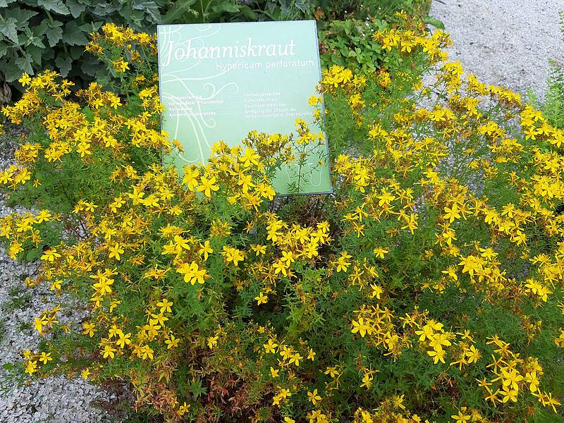 Blühendes Johanniskraut im Kräftereich-Kräutergarten (Foto: Brückler)