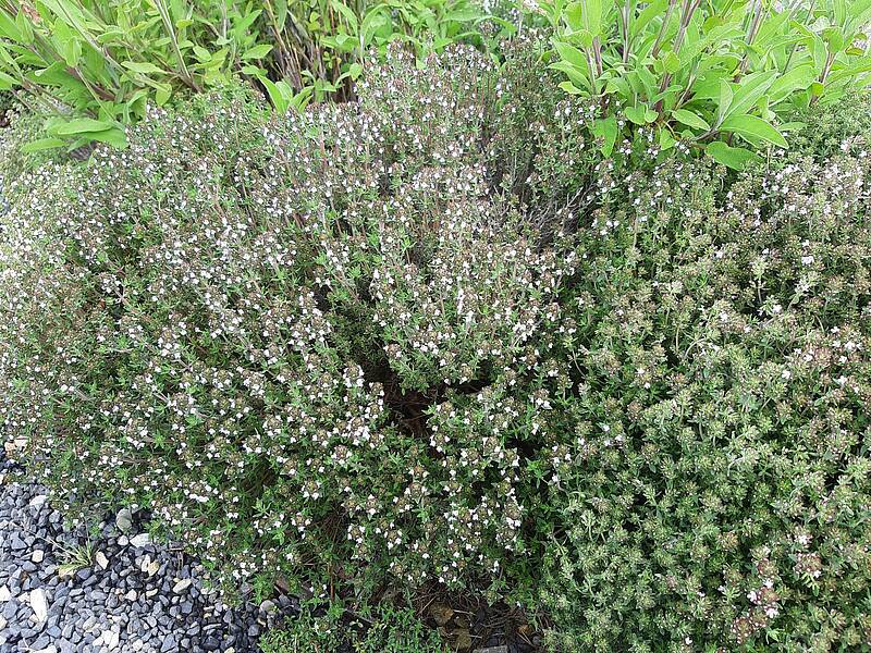 Thymian im Kräftereich-Kräutergarten