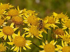 Arnikablüten (Foto: pixabay.com/Hans)