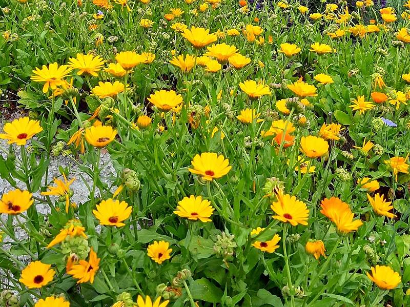 Ringelblumen im Kräftereich-Kräutergarten (Foto: Brückler)