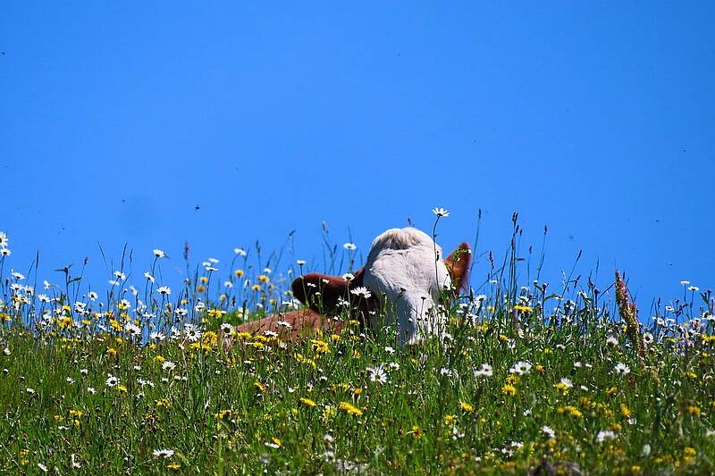 Heublumenwiese (Foto: pixabay.com/blende12)