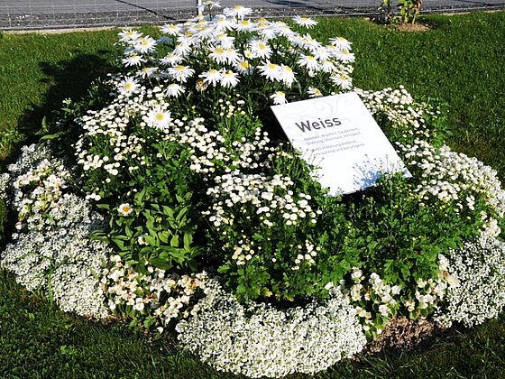 Blumen vorm Kräftereich in St. Jakob im Walde