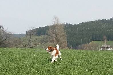 Ausflug mit Ihrem Hund ins Kräftereich St. Jakob im Walde