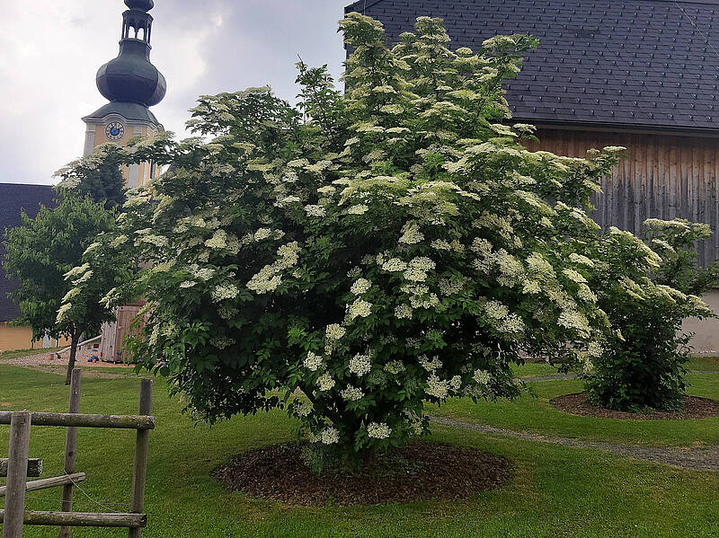 Blühender Holunder im Kräftereich-Kräutergarten
