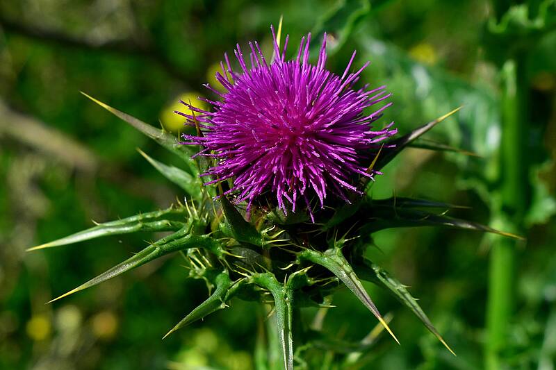 Mariendistel (Foto: pixabay.com/papazachariasa)