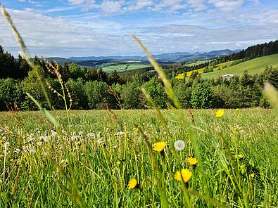 Blühende Blumenwiese im Joglland