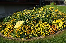 Garten im Kräftereich