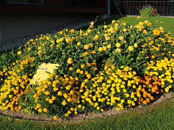 Blühende Blumen vorm Kräftereich in St. Jakob im Walde