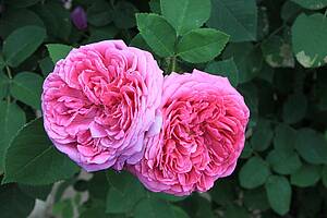 Damaszener Rose (Foto: pixabay.com/byrev)