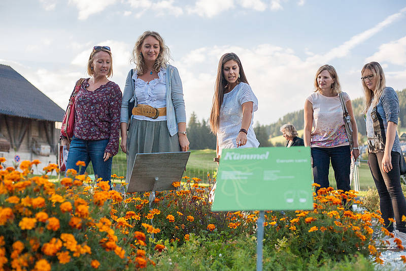 Die Heilkraft der Pflanzen und Kräuter (Foto: Alexander Rauch, Busreisen Steiermark)