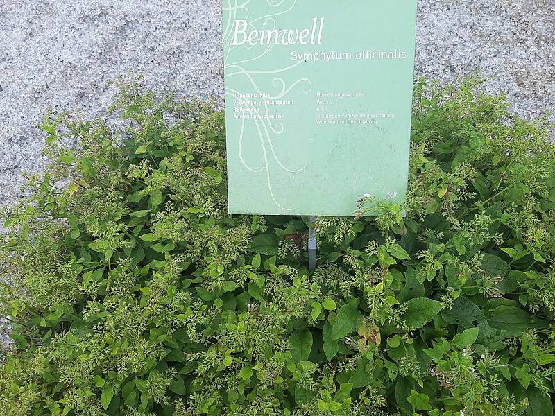 Beinwell im Kräftereich-Kräutergarten (Foto: Brückler)