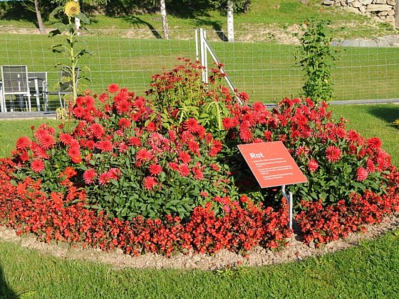 Pflanzen im Garten vorm Kräftereich in St. Jakob im Walde