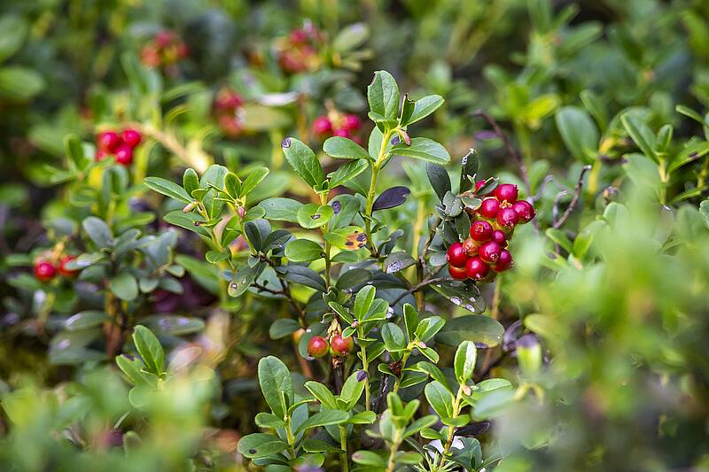 Preiselbeere (Foto: pixabay/Erik Karits)