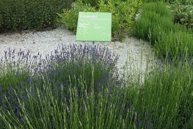 Lavendel im Kräftereich-Kräutergarten (Foto: Brückler)